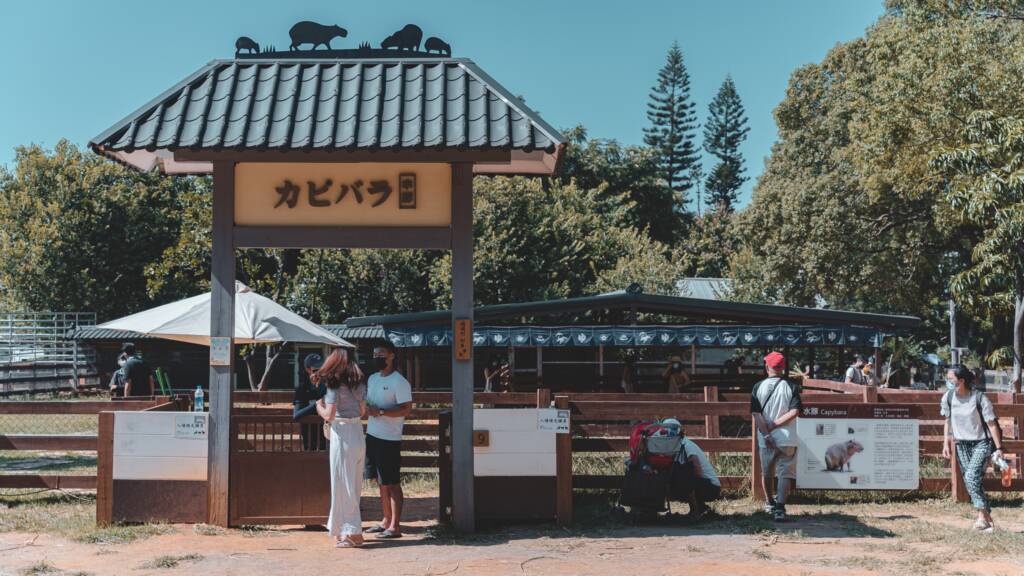 埔心牧場水豚